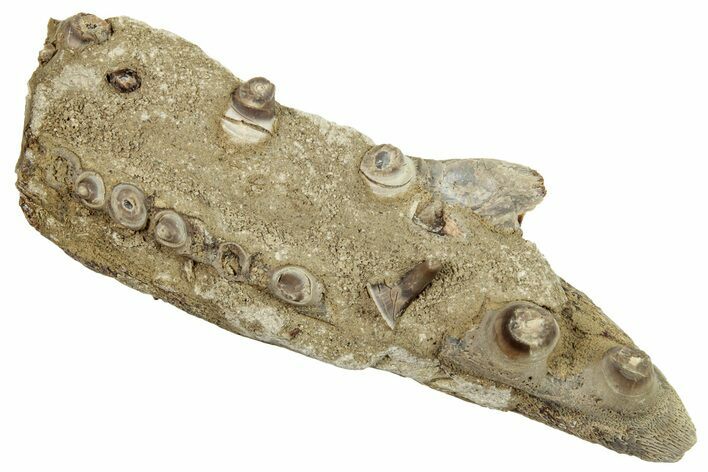 Monster Fish (Pachyrhizodus) Jaw - Kansas #254621